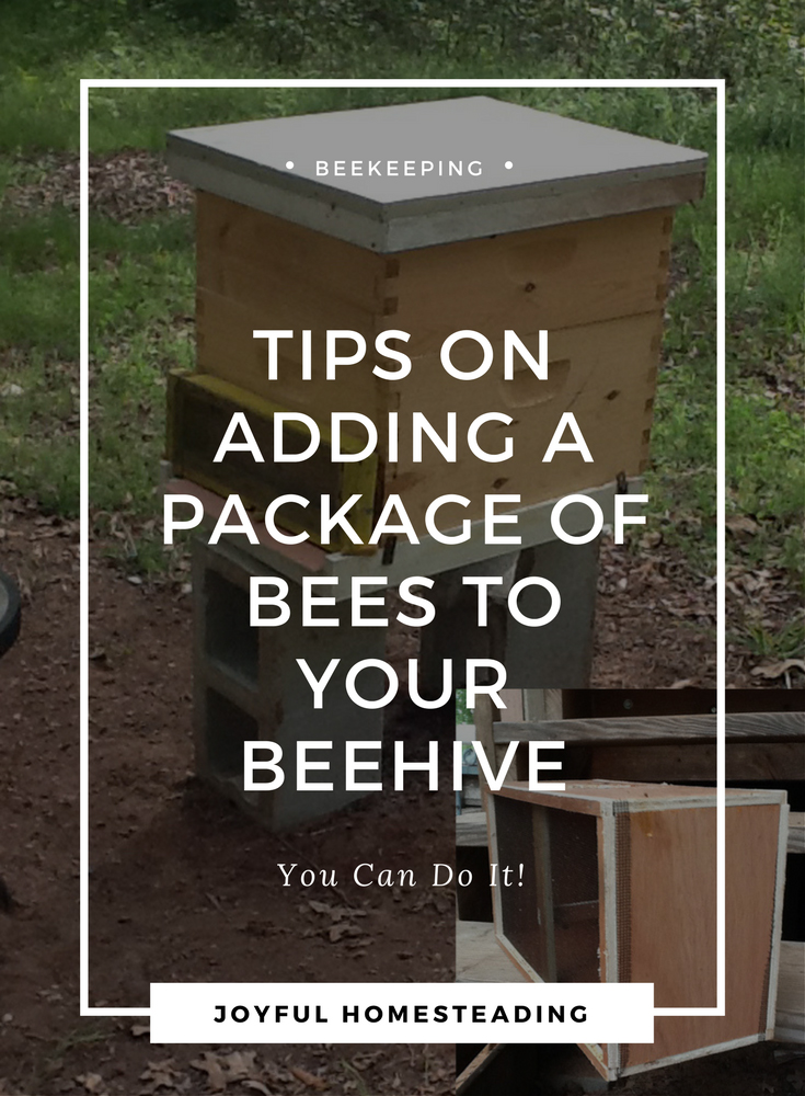 How to Begin Beekeeping and How to Add a Package of Bees to Your Hive